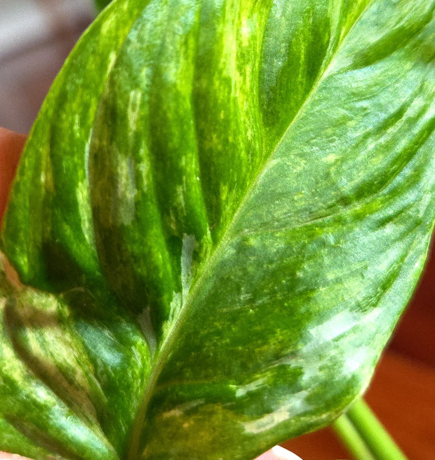 Rare Monstera Laniata Mint 11″ Tall 2 Plants Aroid Not Philodendron Anthurium