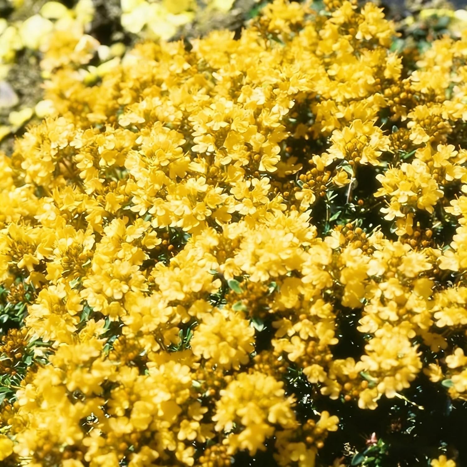 20000+ Mix Creeping Thyme Seeds Wild Creeping Thyme Seeds for Planting