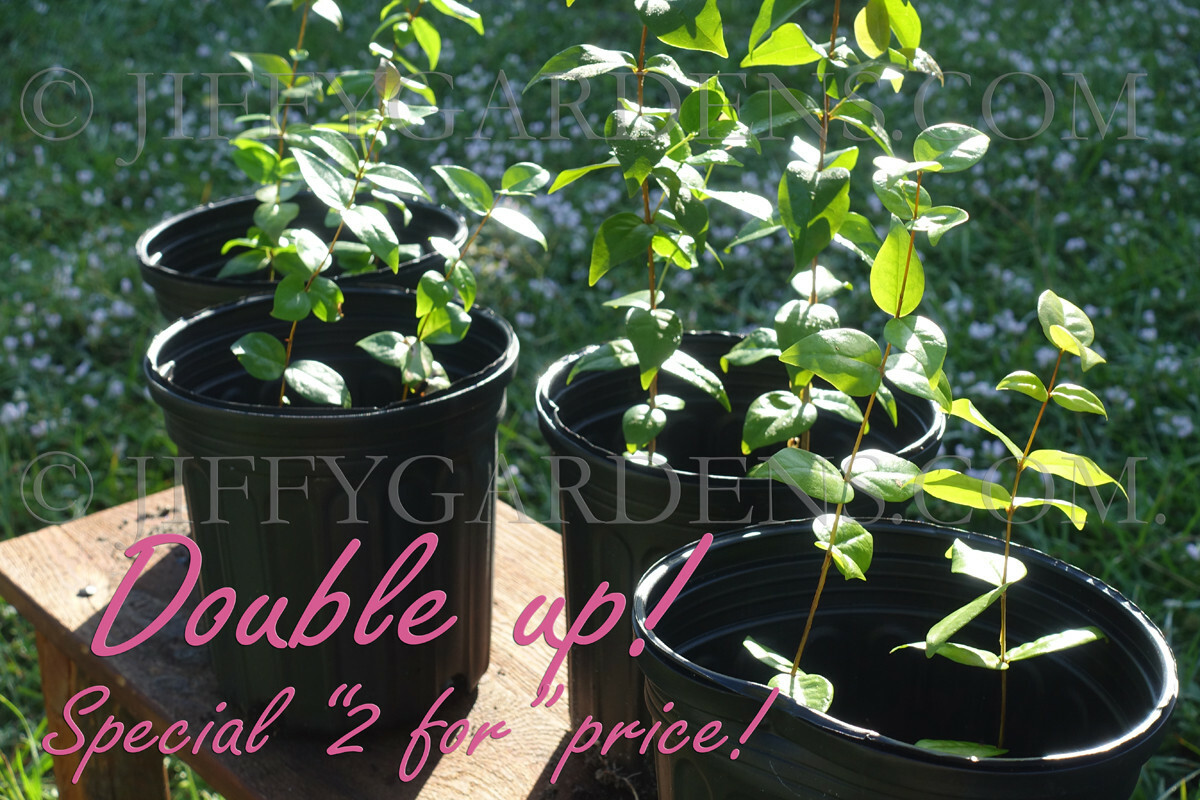 Pitanga Surinam Cherry – TWO TREES!! SPECIAL PRICE! DARK Crimson Live 8″-12″ USA