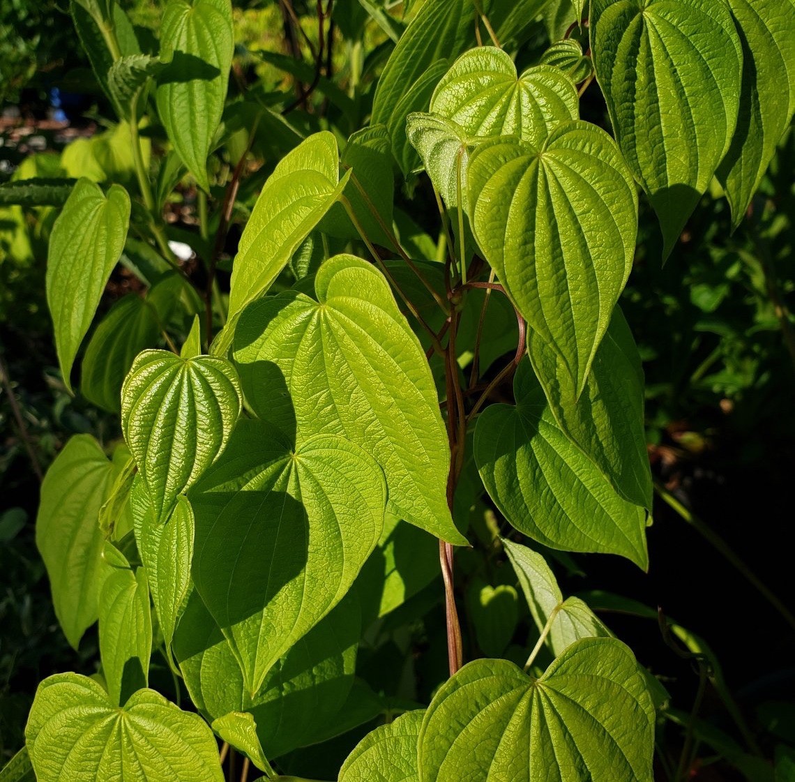 10 Wild Yam Root Bare Live Roots (Dioscorea villosa) Native Wildflower