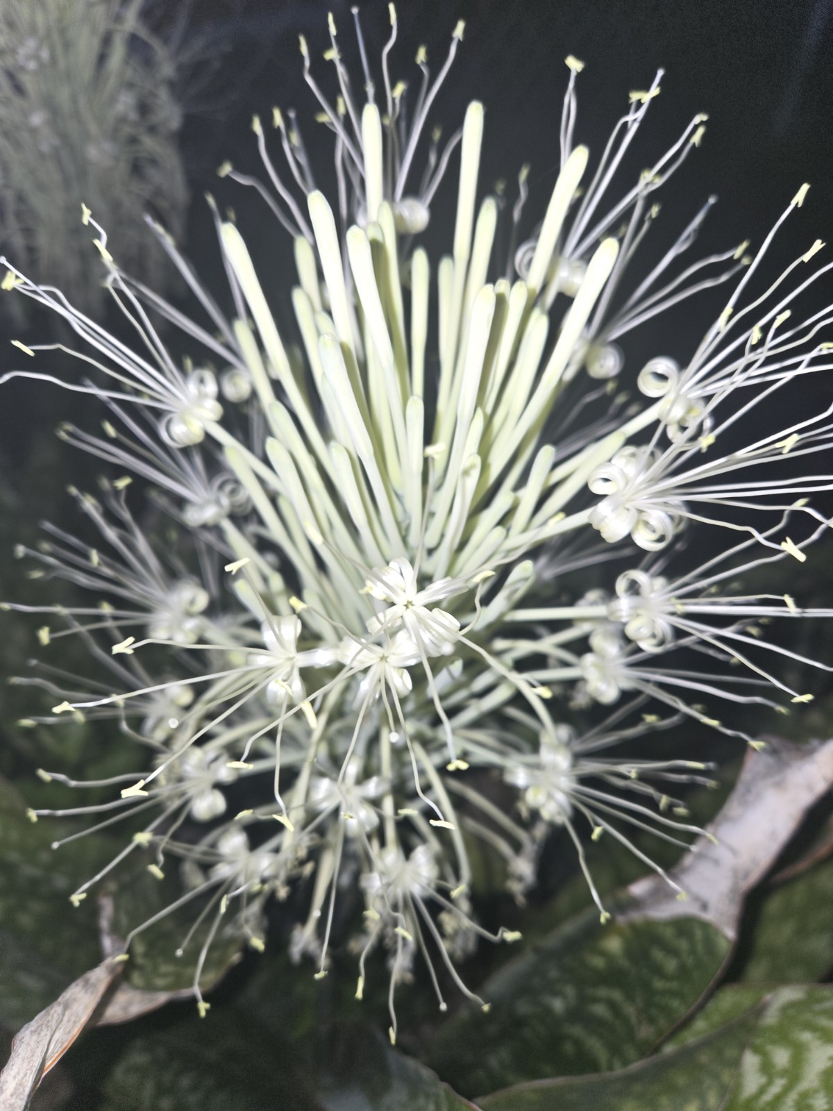Jaboa live plant Giant Snake indoor outdoor Plant Sansevieria Flowering