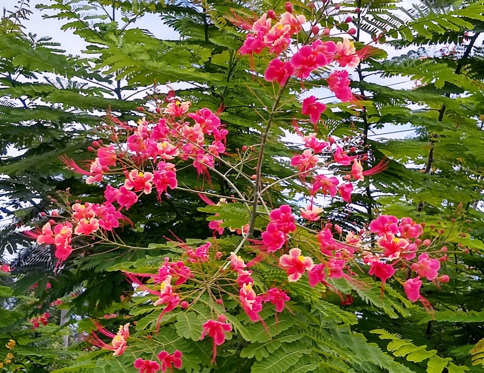 10 seeds Pink Caesalpinia Pulcherrima PRIDE OF BARBADOS Dwarf Poinciana