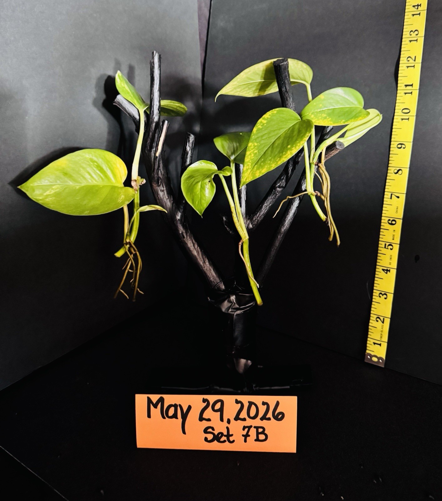 Golden Pothos Live Plant