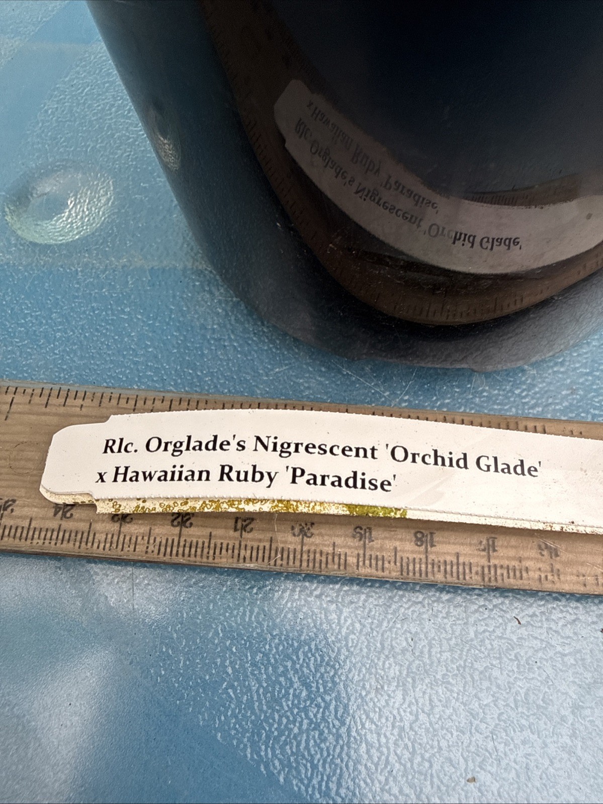 Rlc Orglade’s Nigrescent X Hawaiian Ruby Fragrant Red Orchid Eros Hybrid 7” Pot