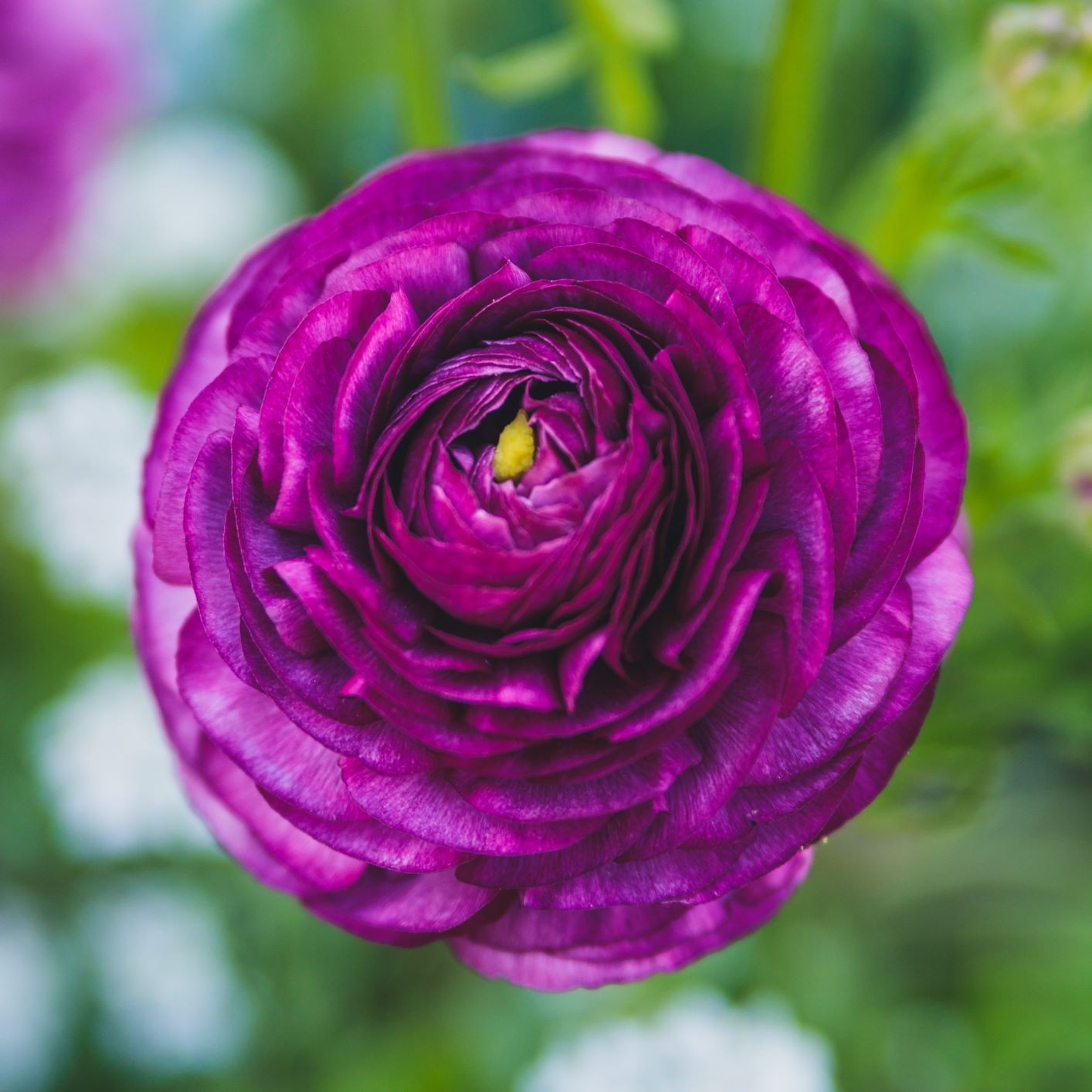 Easy to Grow Ranunculus Buttercup Royalty Collection 20 Plant Bulbs Spring Bloom