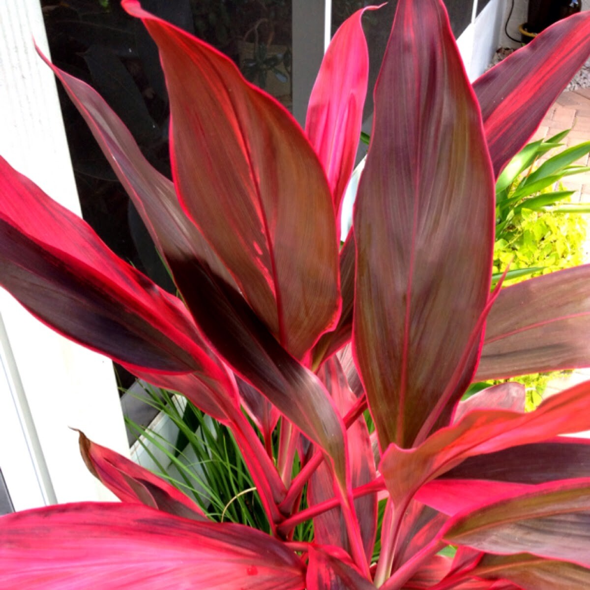 HAWAIIAN COMBO RED and GREEN TI PLANT LOGS 1 Pack with 1 GREEN LOG, 1 RED LOG