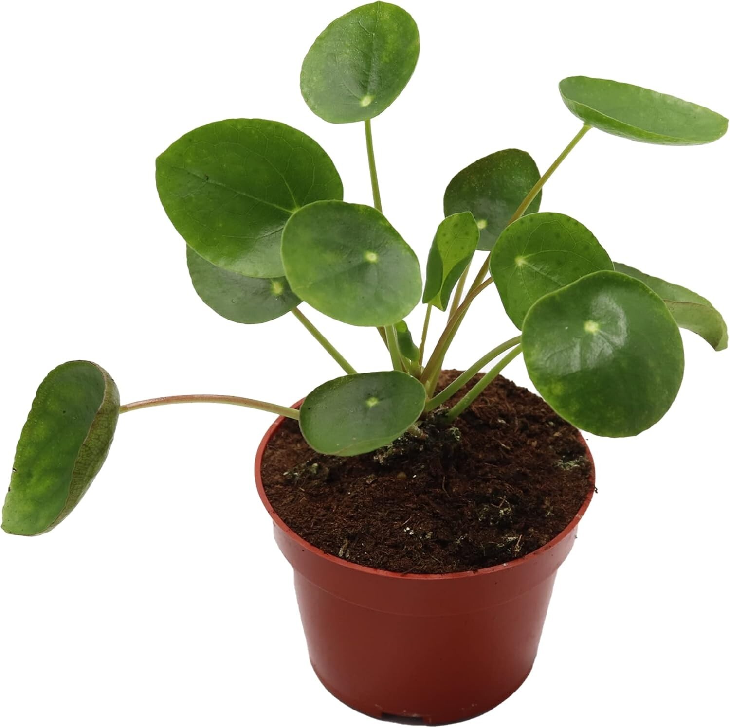 5 Pk 4” Assorted Plants