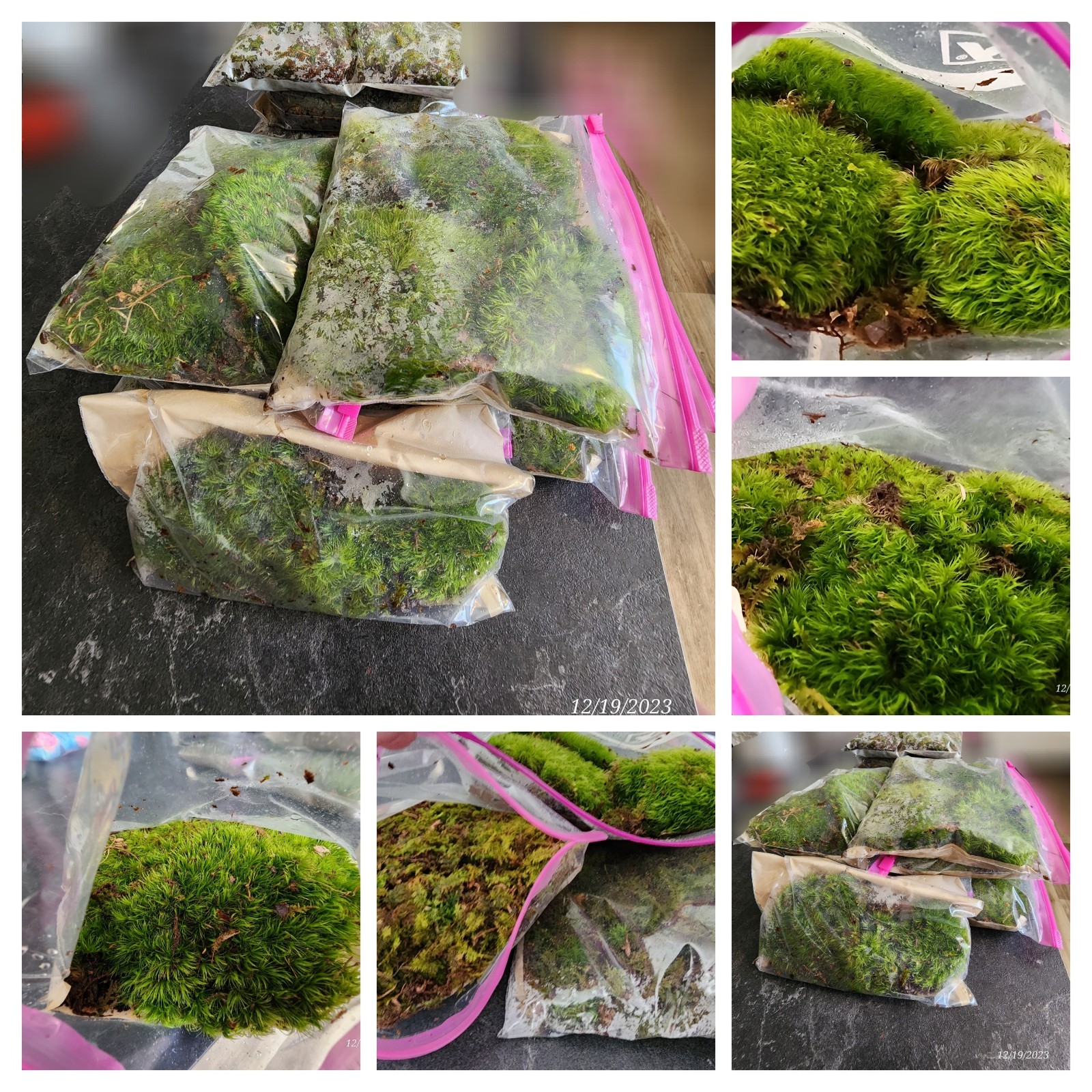 [4] Gal. Live Mood / Sheet / Fern Moss – Terrariums, Vivariums, Fairy Gardens