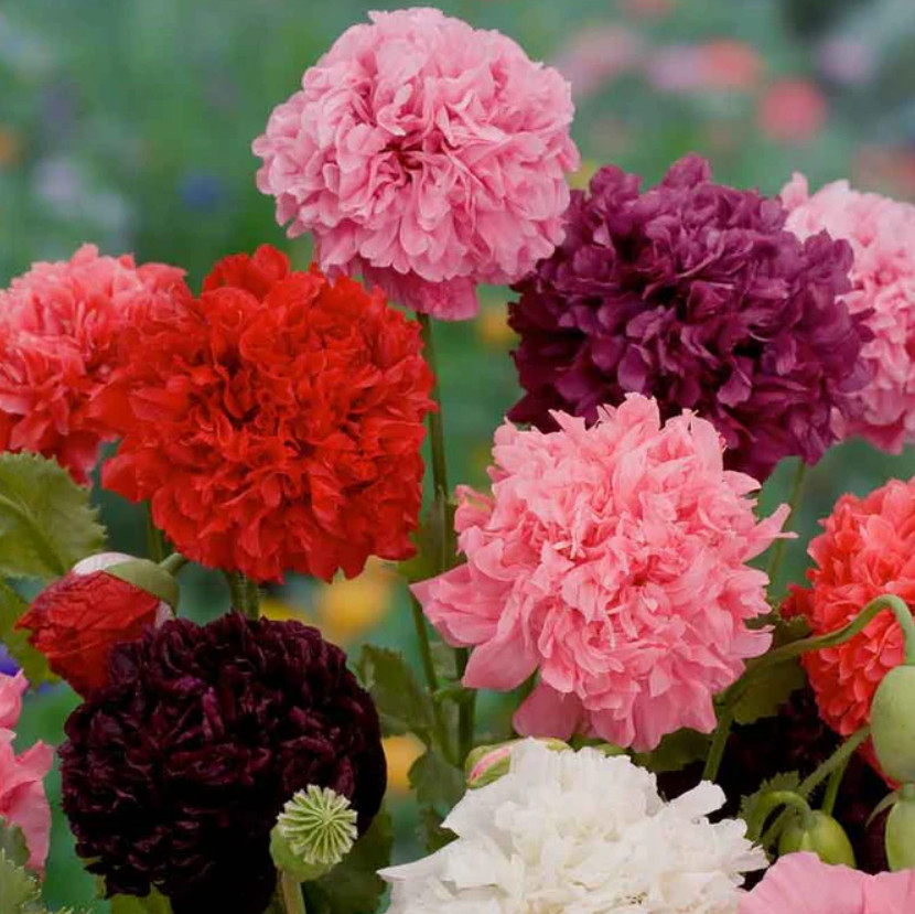 Landscaper’s Pack THE ULTIMATE POPPY MIX w/ Breadseed Papaver Non-GMO 5000 Seeds