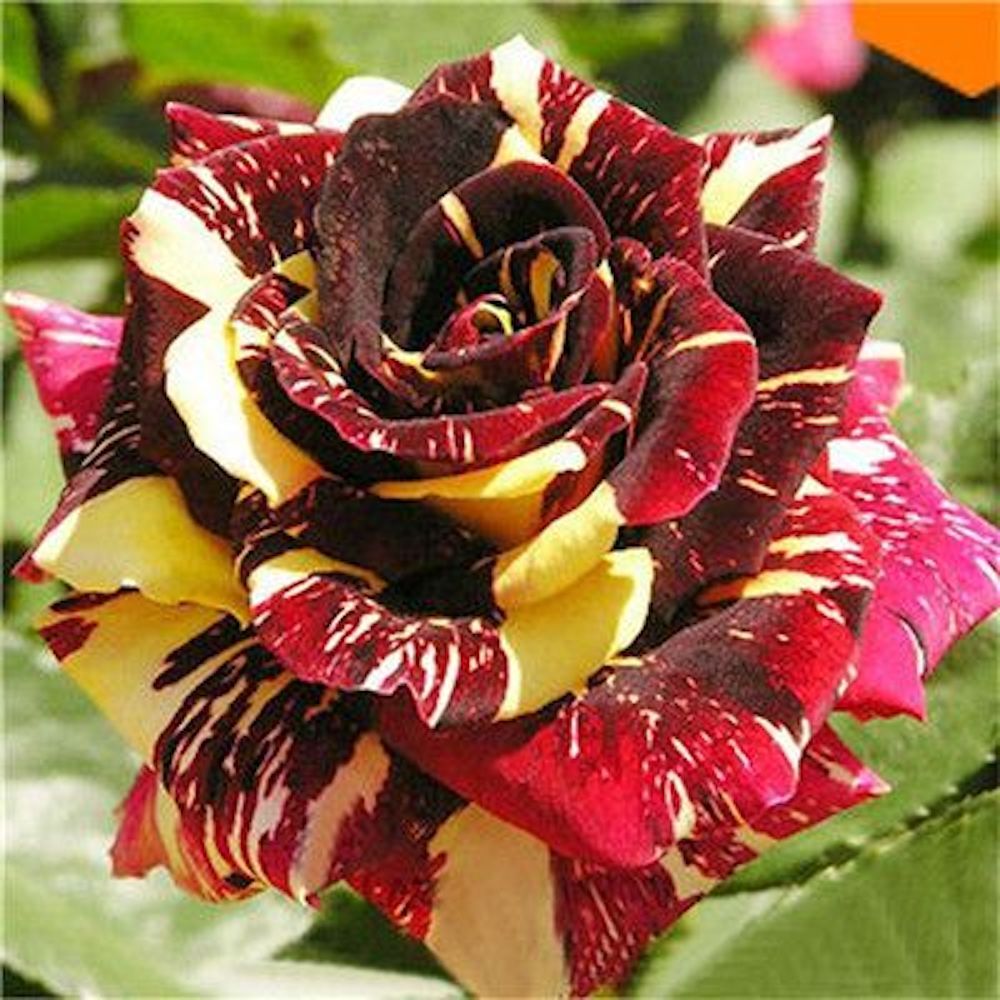 25pc TIGER DRAGON ROSE SEEDS Garden Flower rare exotic USA seller FREE shipping