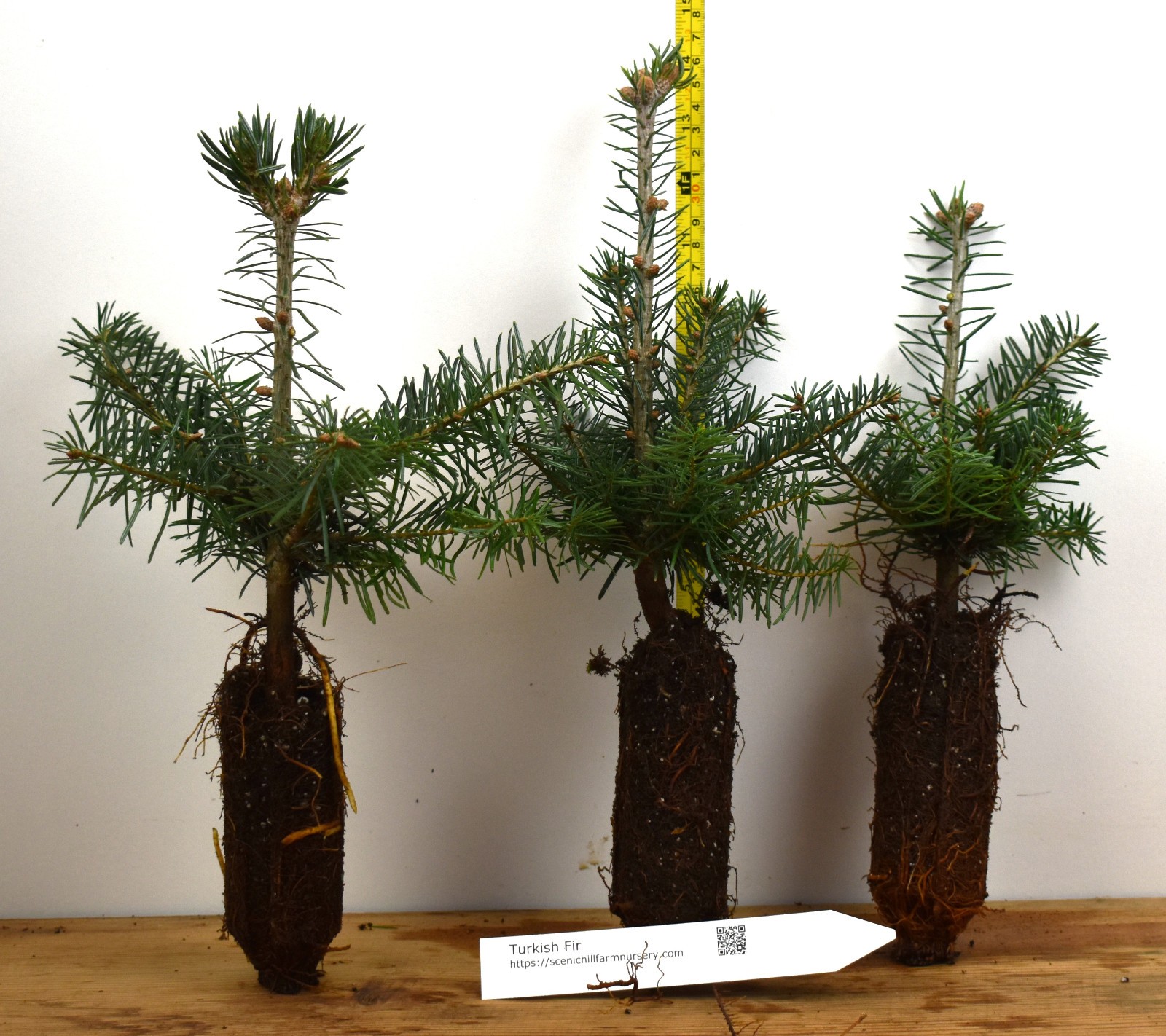 Turkish Fir – 3 YR. Potted Trees – Specimen, Windbreak or Christmas Tree
