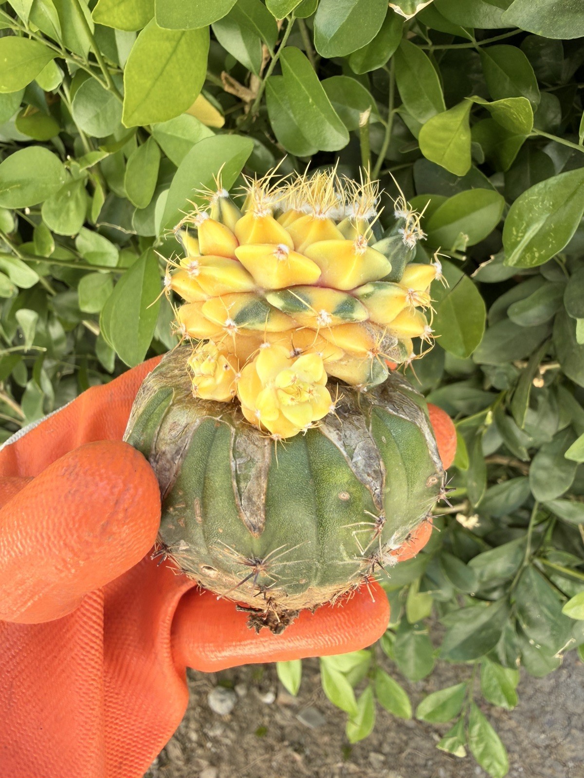 Rare Cactus Variegated Grafted