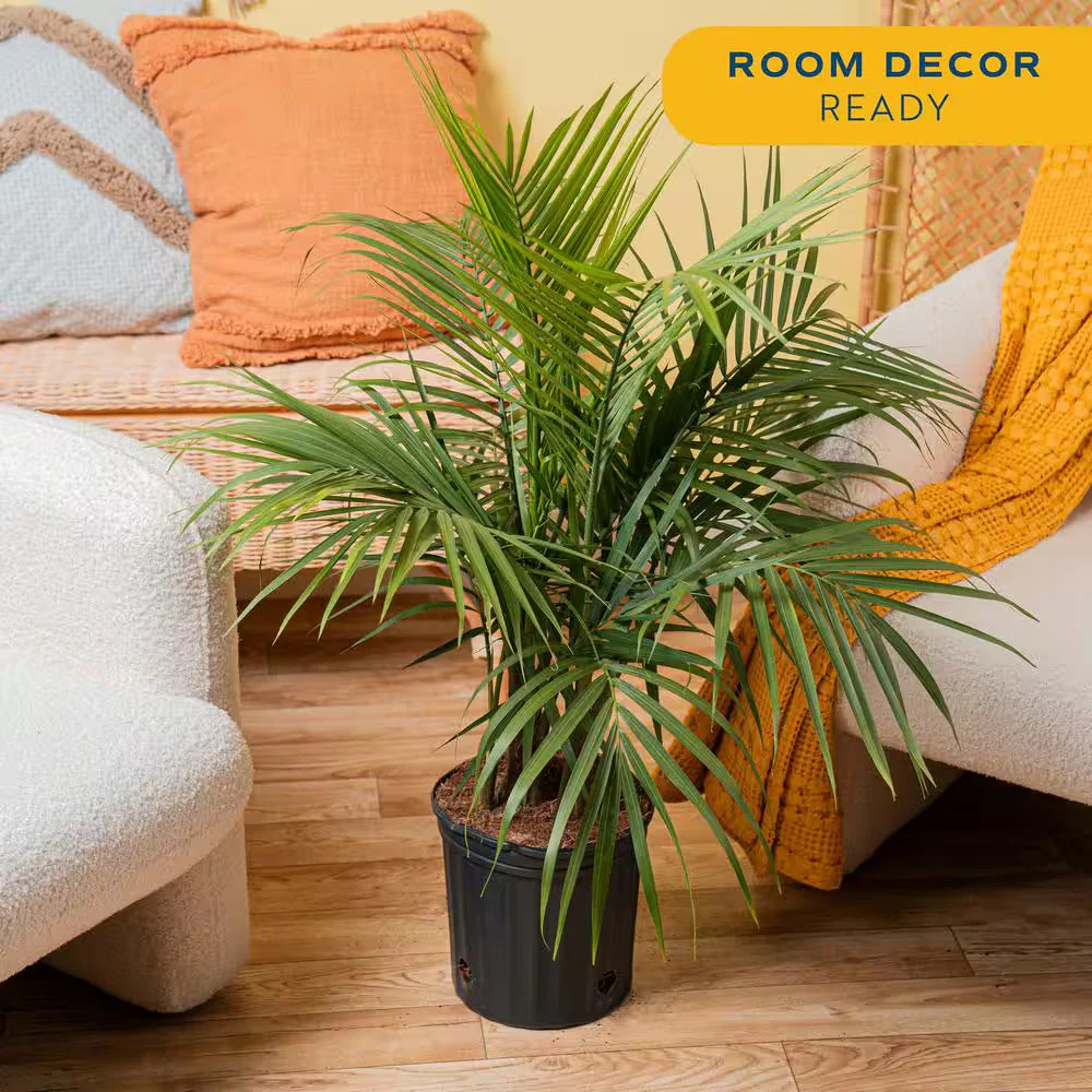 Costa Farms Majesty Palm 8.75in Pot 3-4ft Tall Indoor Live Plant