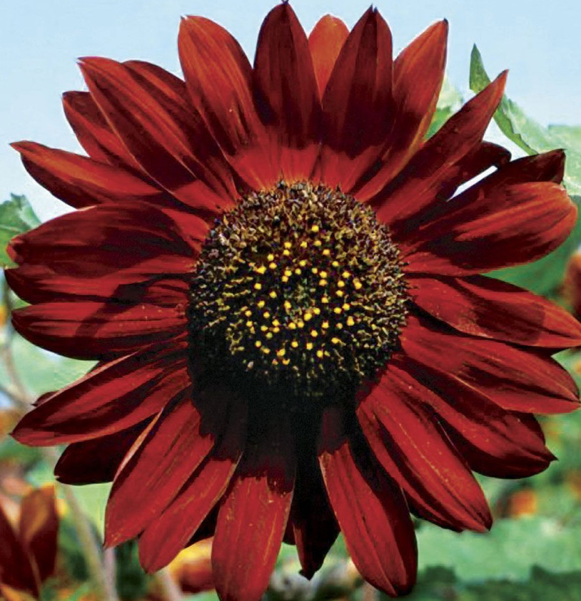 VELVET QUEEN SUNFLOWER SEEDS 50+ annual FLOWER garden BURGUNDY red FREE SHIPPING