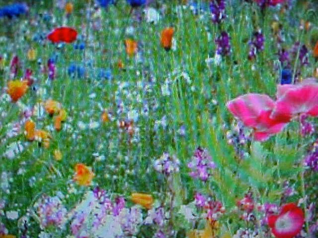 THREE POUND ( 32-OUNCE ) KISS OF MY LOVE WILDFLOWER “47 VARIETY” MIX OF SEEDS
