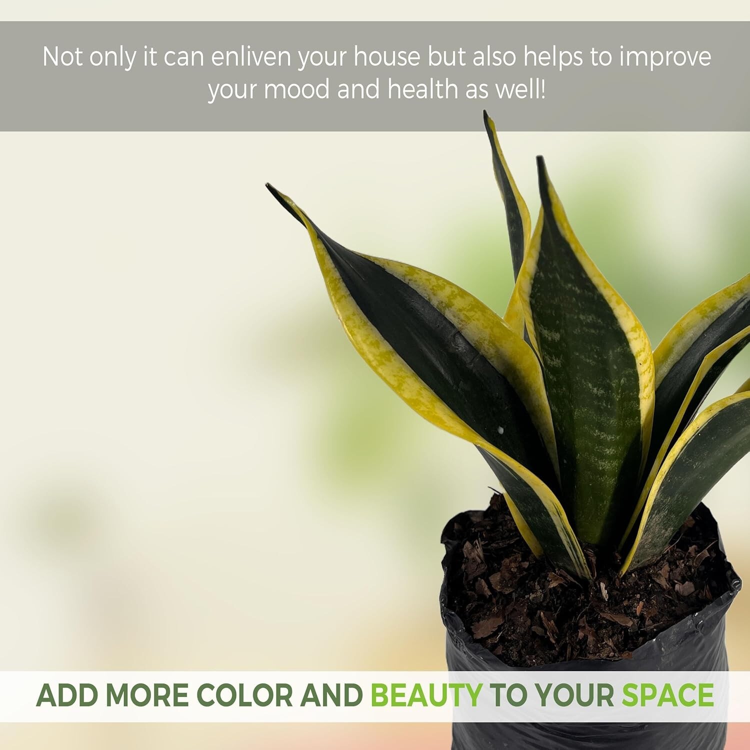 Sansevieria Black and Gold (2 Pack) by LEAL PLANTS ECUADOR