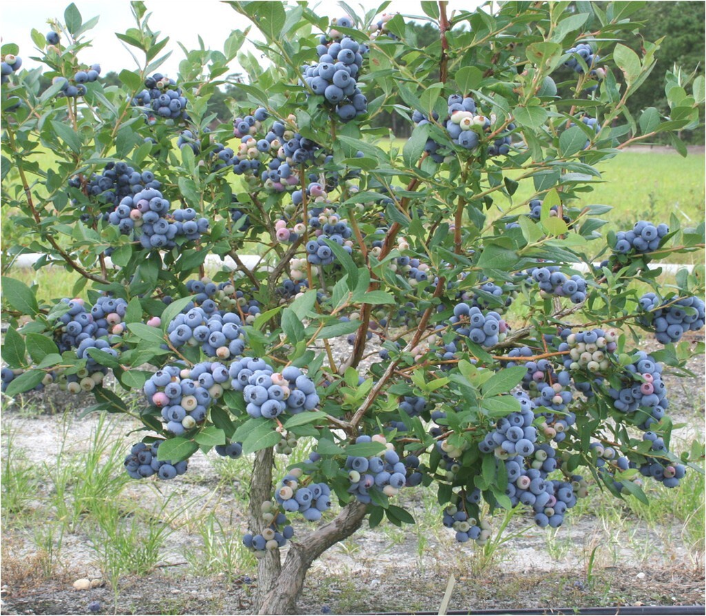 Talisman Blueberry Edible Fast Growing Fruit 5.25″ Pot Perennial Big Berries