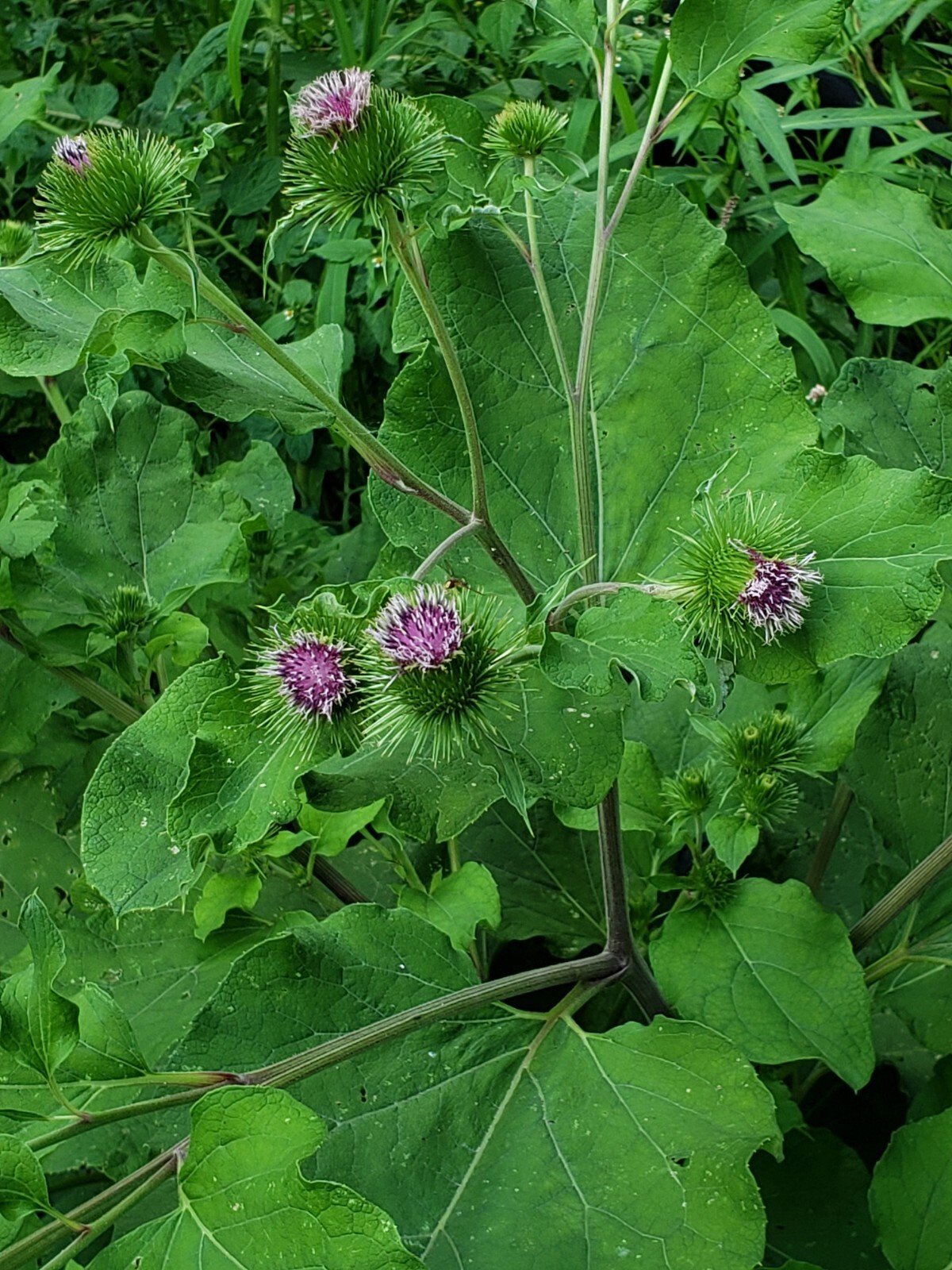 Greater Burdoch, Arctium Lappa 1/4 Tsp.