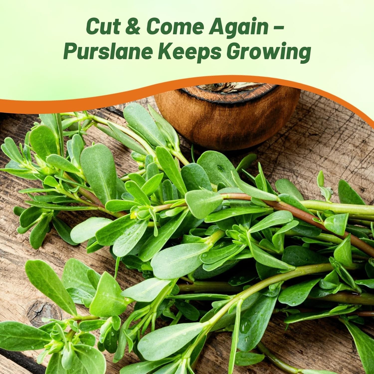 10000 Seeds Portulaca Green Purslane Herb Garden Plant Seeds