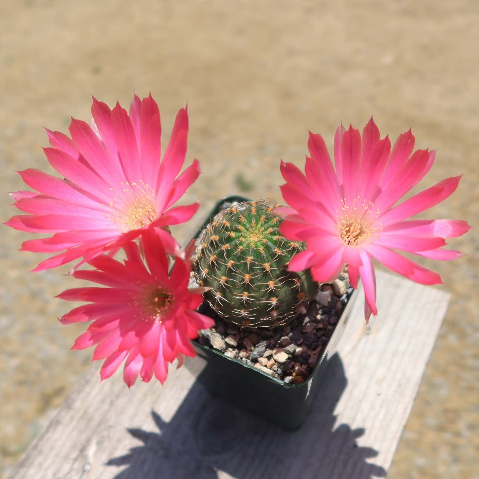 Lobivia winteriana cactus Cacti Succulent real live plant