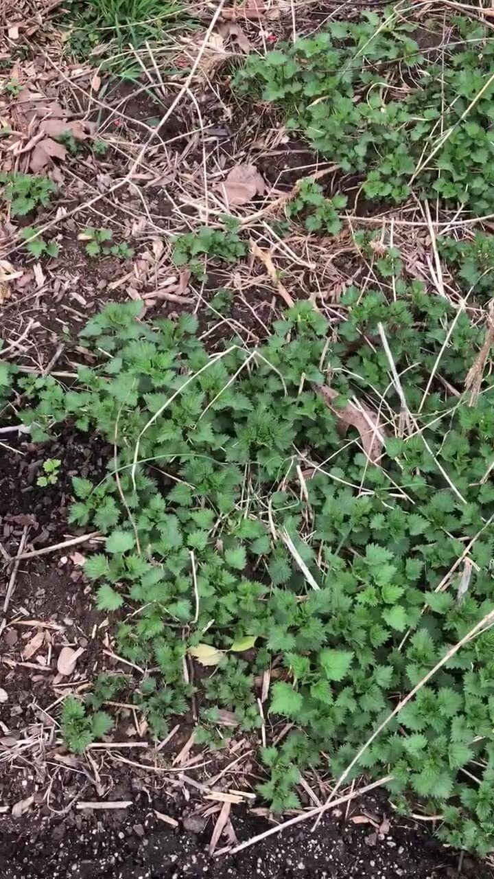 Organic Stinging Nettle Plant, Urtica dioica – Live Plant in 3″ Pot – Survival