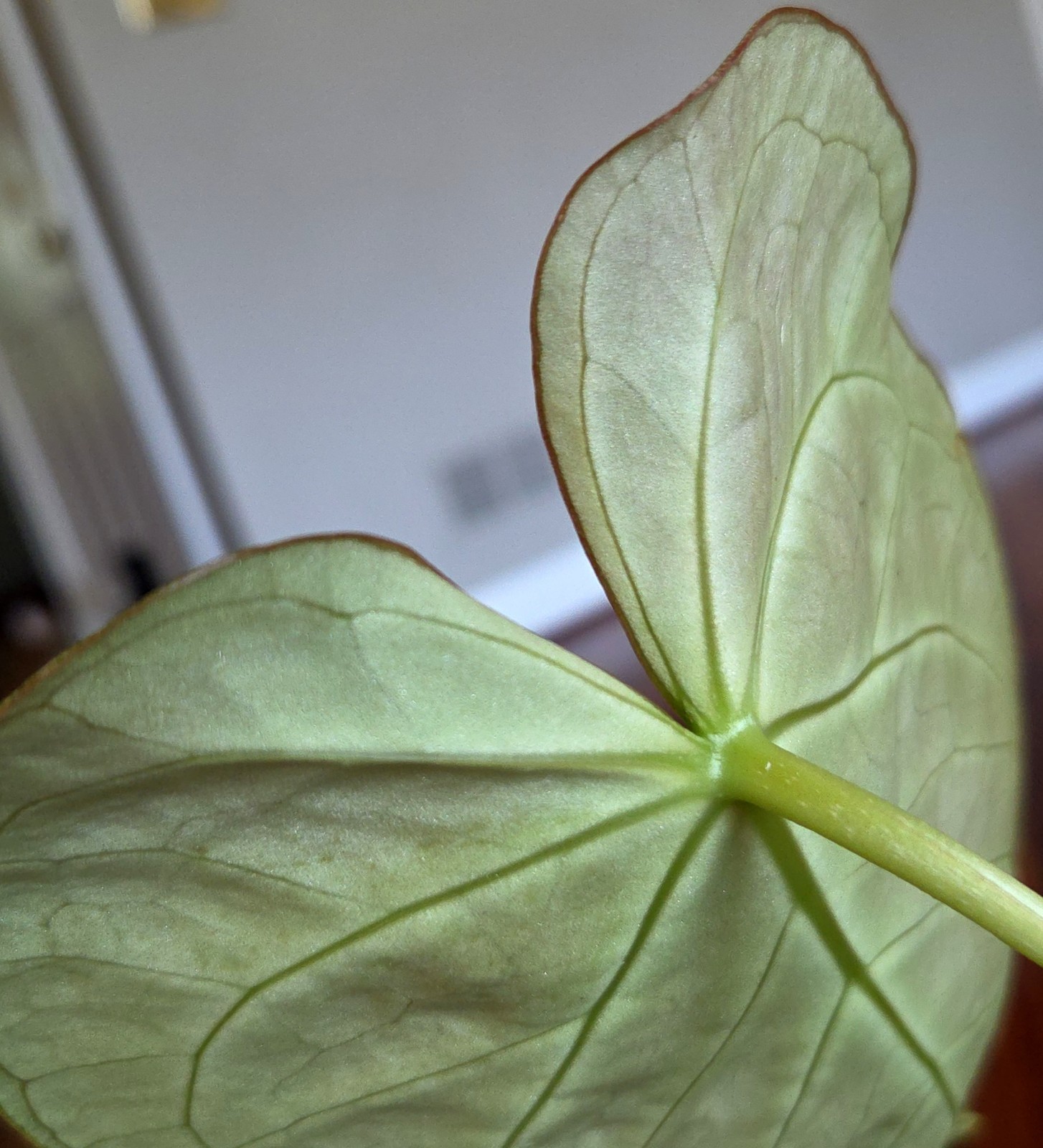Rare XL Anthurium Dorayaki X Silver Blush 21″ Tall Not Philodendron Monstera