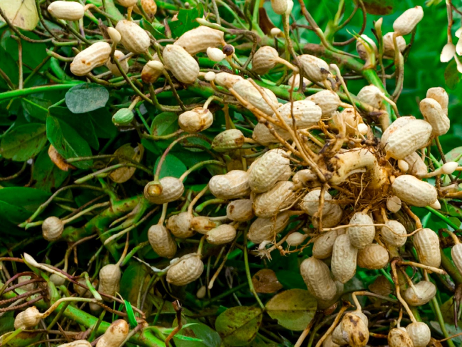 Spanish Peanut Seeds – 10 Count for Growing Annual Warm-Season Plants
