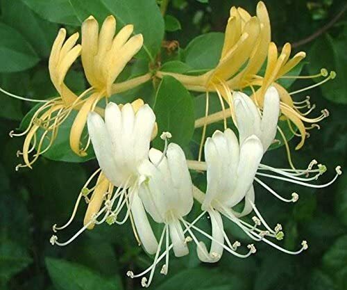 ~SCENTSATION~YELLOW Dutch HONEYSUCKLE VINE Lonicera japonica periclymenum