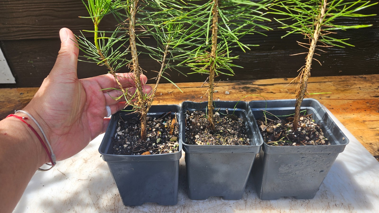 3-PACK small BLACK JAPANESE pine TREE growing – Great species for bonsai