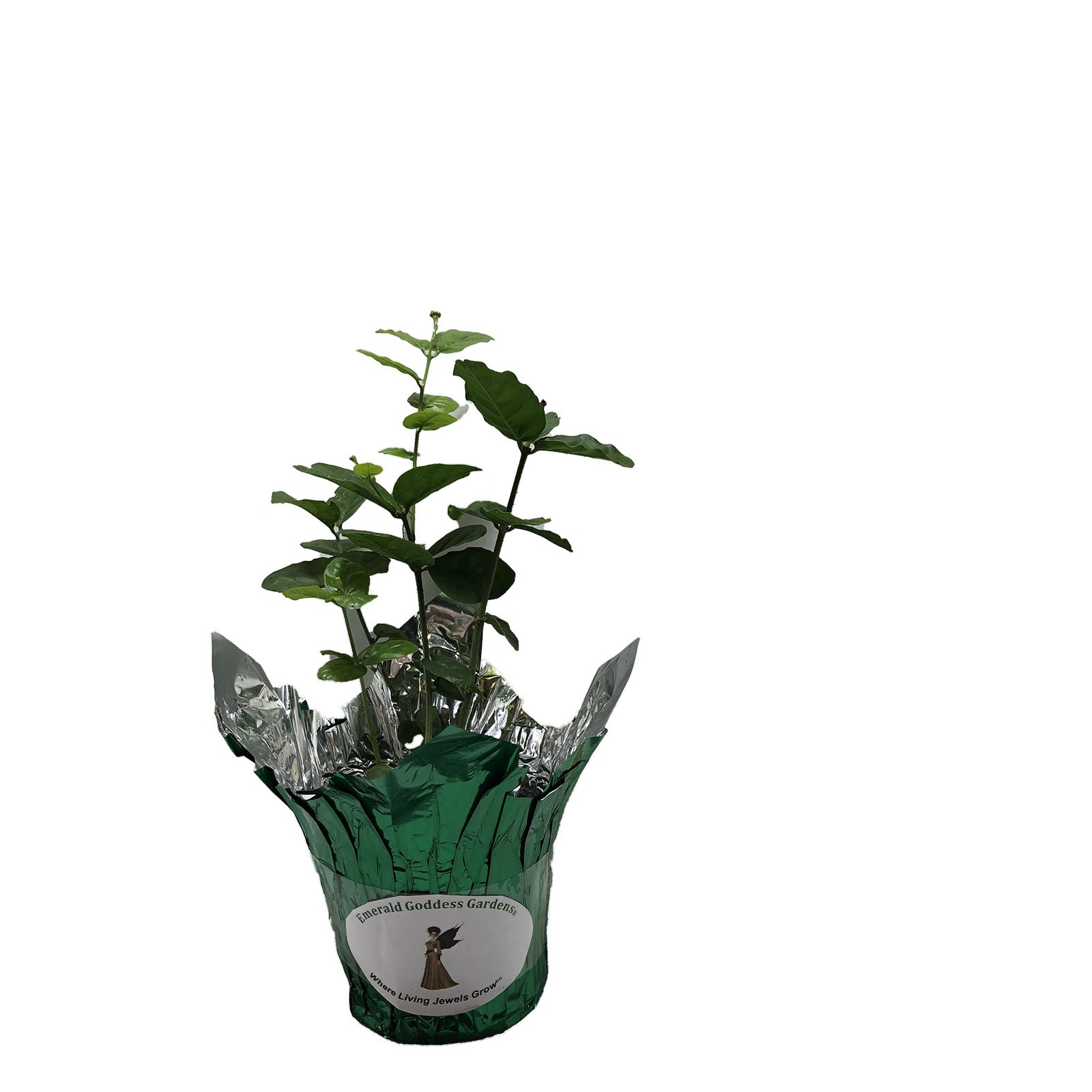 DUKE OF TUSCANY Arabian Sambac Jasmine Plant Very Fragrant Double White Flower