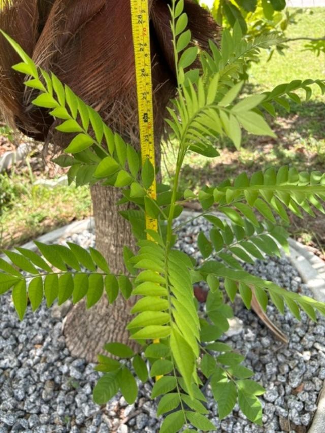 4 MO’s RED HOG PLUM LIVE CLONED ROOTED (SPONDIAS PURPUREA) RED MOMBIN/CIRUELA