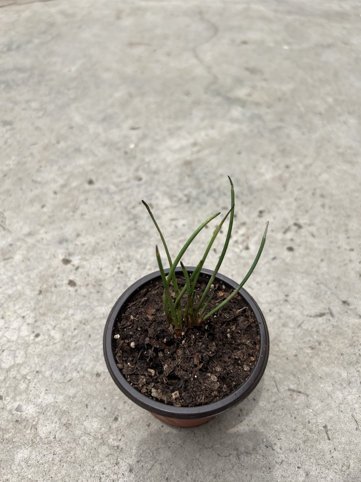Water Chestnut Plant With Pot Eleocharis Dulcis Ready to Plant