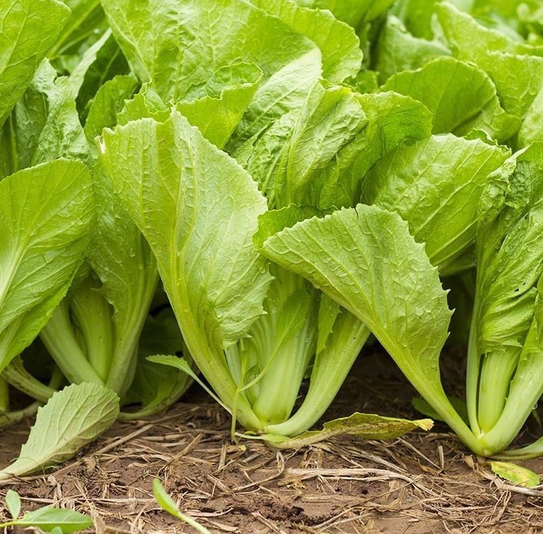 600+TENDERGREEN MUSTARD Seeds Organic Spring Fall Garden Container Greens Easy