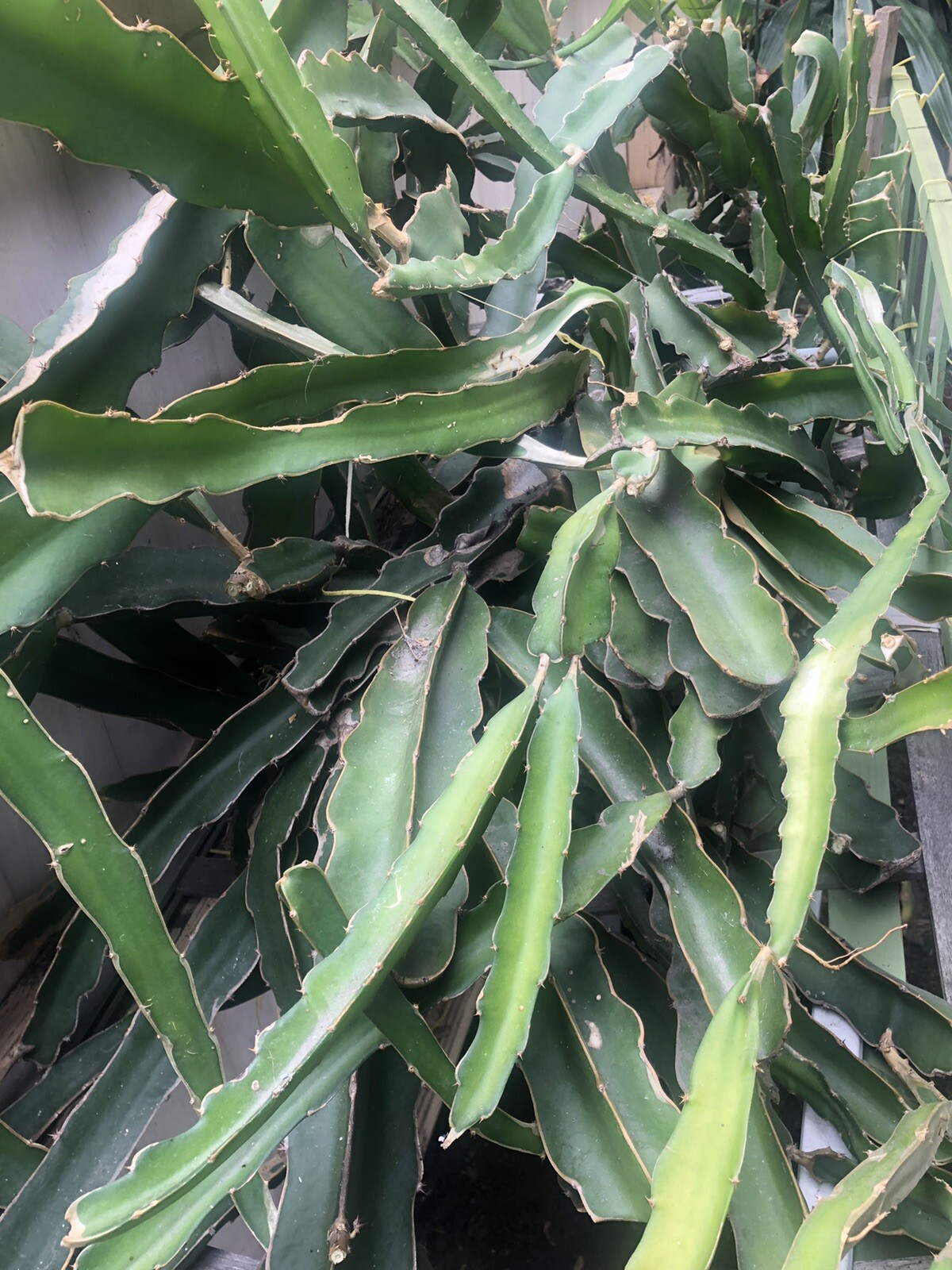 3 White Flesh Dragon Fruit Fresh Cutting Pitaya Succulent Cactus 10”-12”No Root