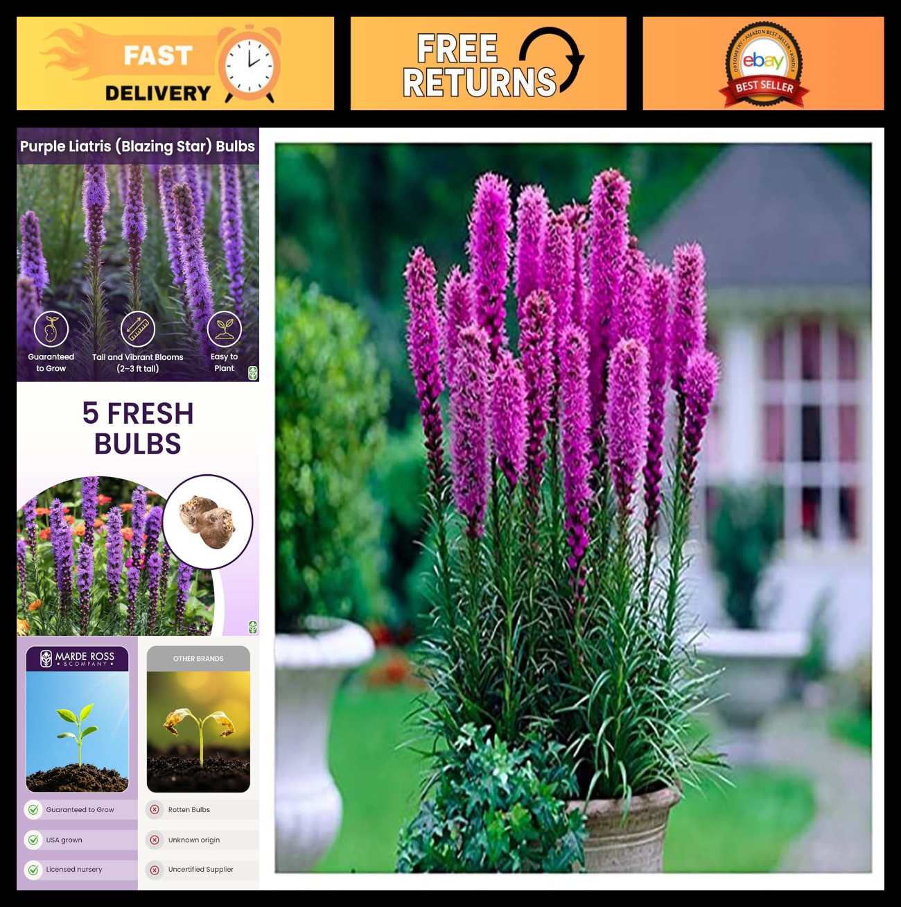 5 Fresh Purple Blazing Star Bulbs – Liatris Spicata Perennial Flower for Outdoor