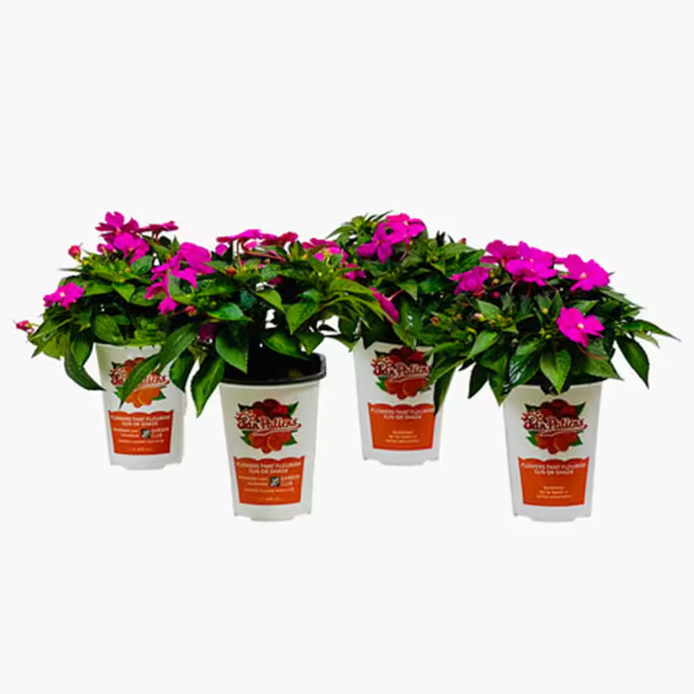1 Qt. Compact Purple Sunpatiens Impatiens Outdoor Annual Plant with Purple Flowe