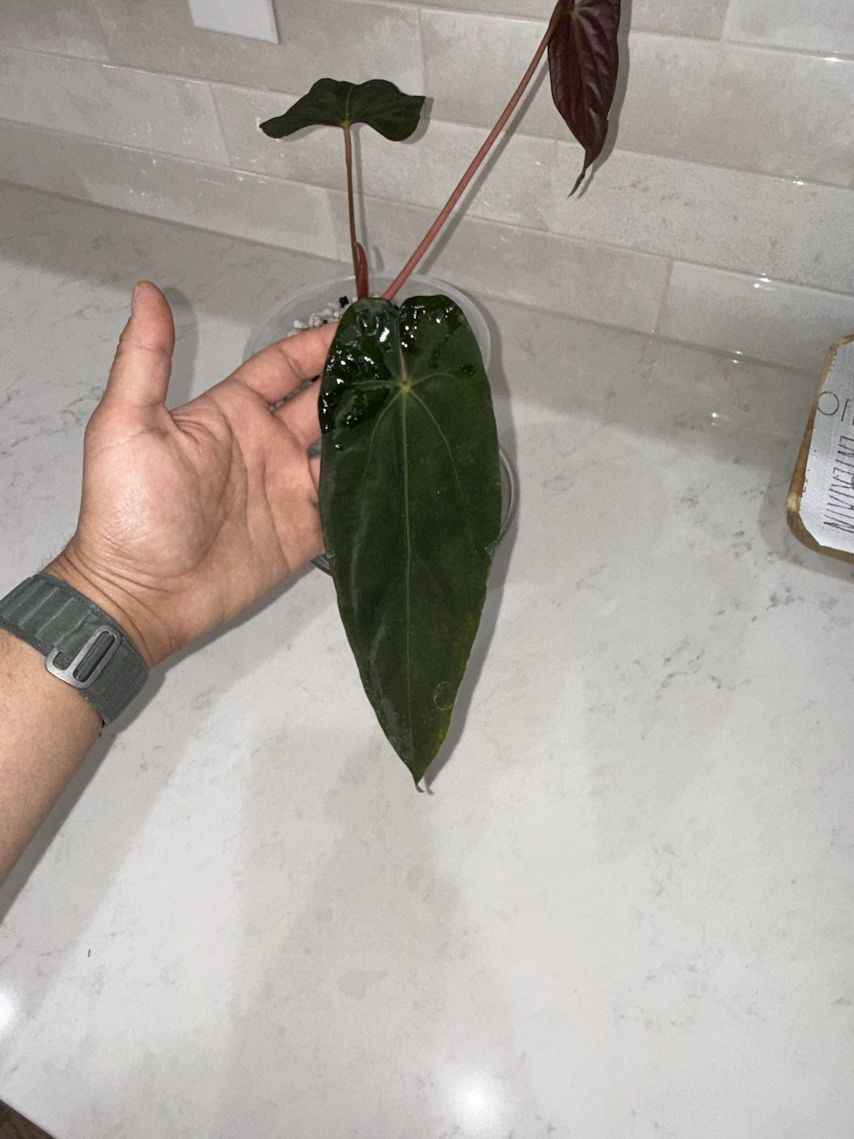 Anthurium papillilaminum ‘Ree Gardens’ Clone