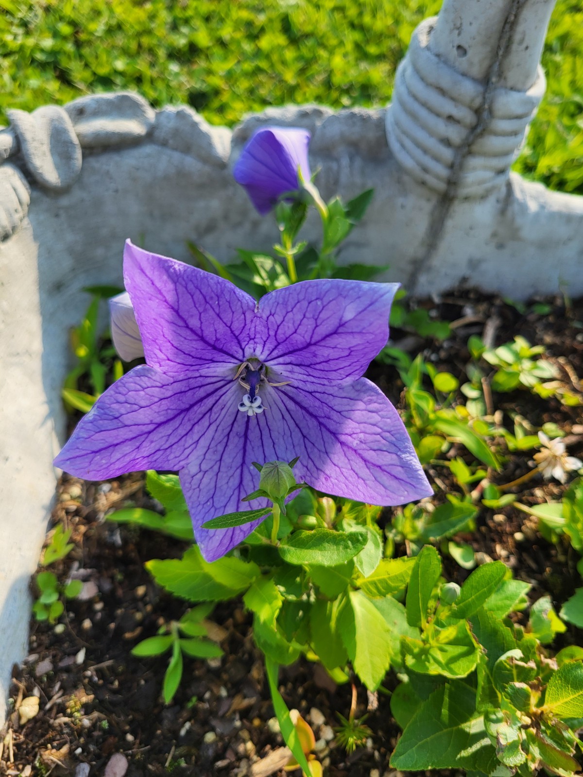 Balloon Flower -Toraji Platycodon grandiflorus-Blue Color-2025-20 Seeds