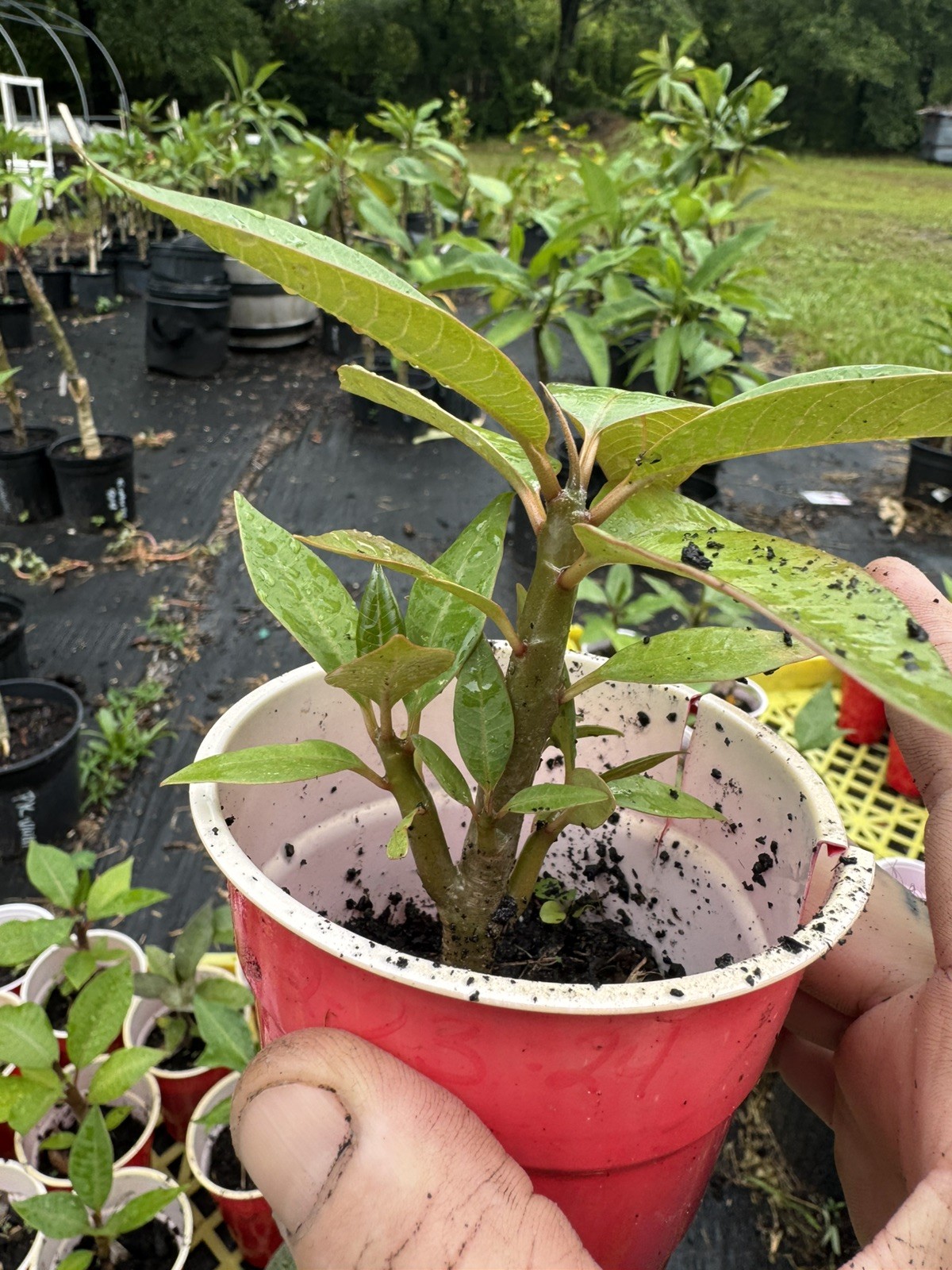 Mixed Thai Seeds bulk (Plumeria Kingdom)
