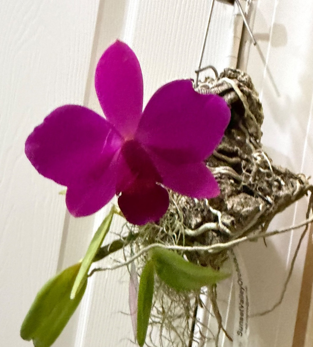 BLOOMING NOW C. violacea FCC/AOS x Sl. Orpetii AM/AOS Cattleya Orchid