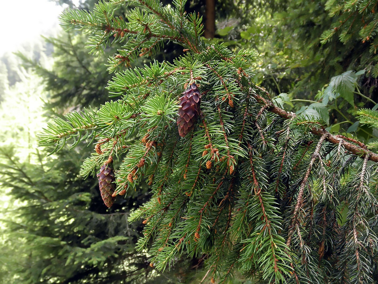 Norway Spruce, Picea abies, Tree Seeds (Evergreen, Fast)