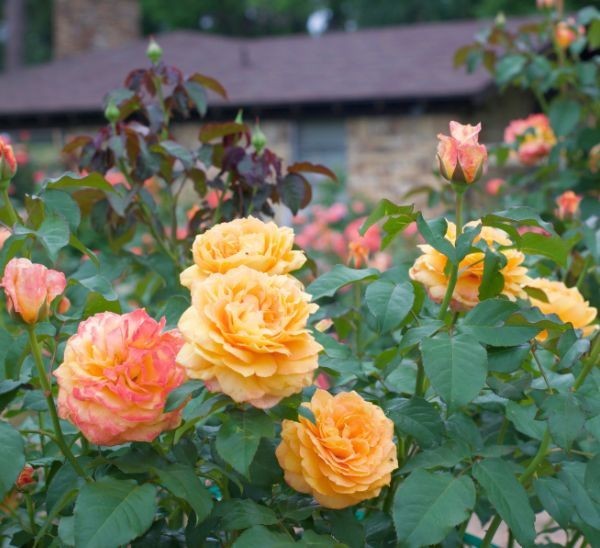 Maui Sunrise Rose Hybrid Tea Exceptionally Fragrant Striking Huge Blooms!!!