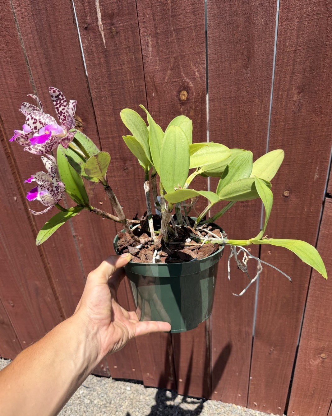 SVO Stud Collection Orchid: C. Summer Spot X C. Small World