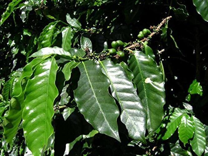 Seeds Arabian Coffee Tree Dwarf Mountain Perennial Garden Flowers for Planting