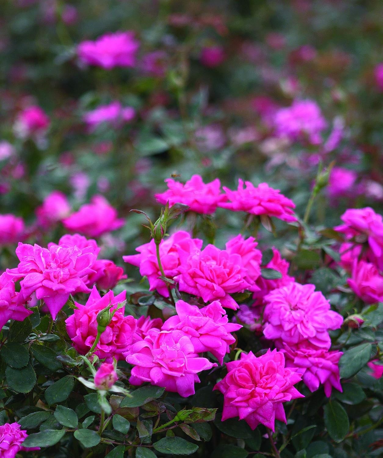 Green Promise Farms Rosa `Double Knock Out` (Reblooming) Rose, 3 Size Container,