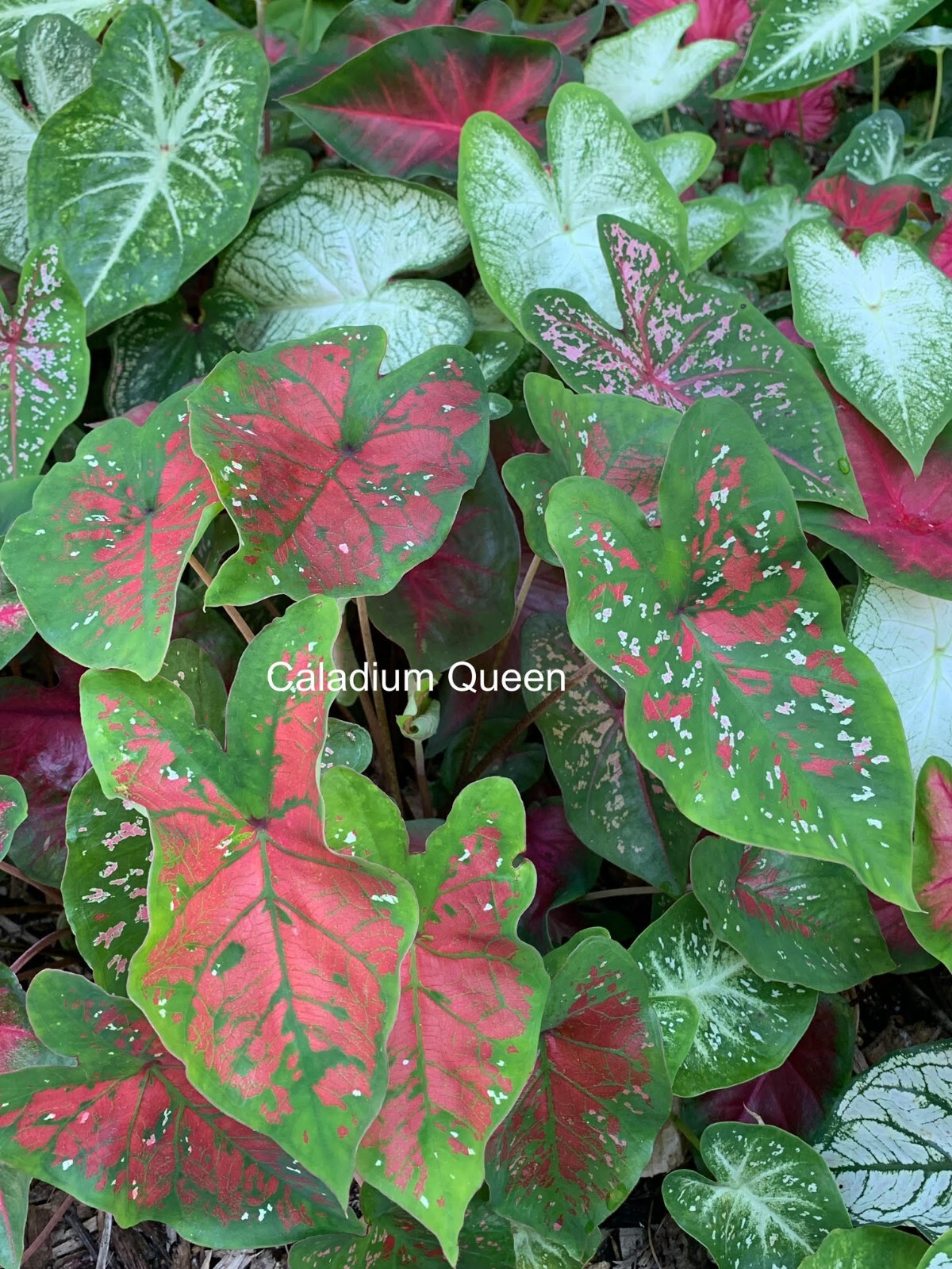 Caladiums Random Mix ‘Value Pack’ (6 Bulbs) Size #2