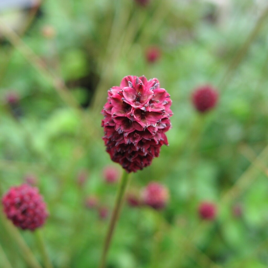 BULK Seeds Great Burnet Sanguisorba Edible Wildflower Red Blooms Herb Cucumber