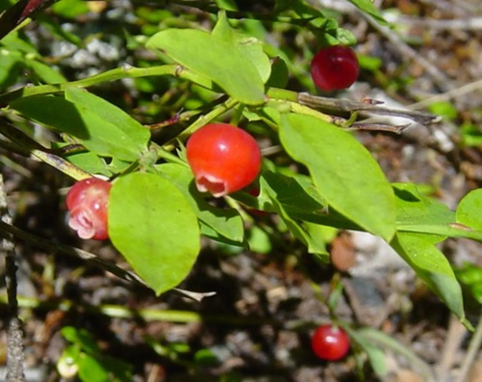 Red Huckleberry {Vaccinium parvifolium} Pre-Stratified 50+SEEDS USA POST