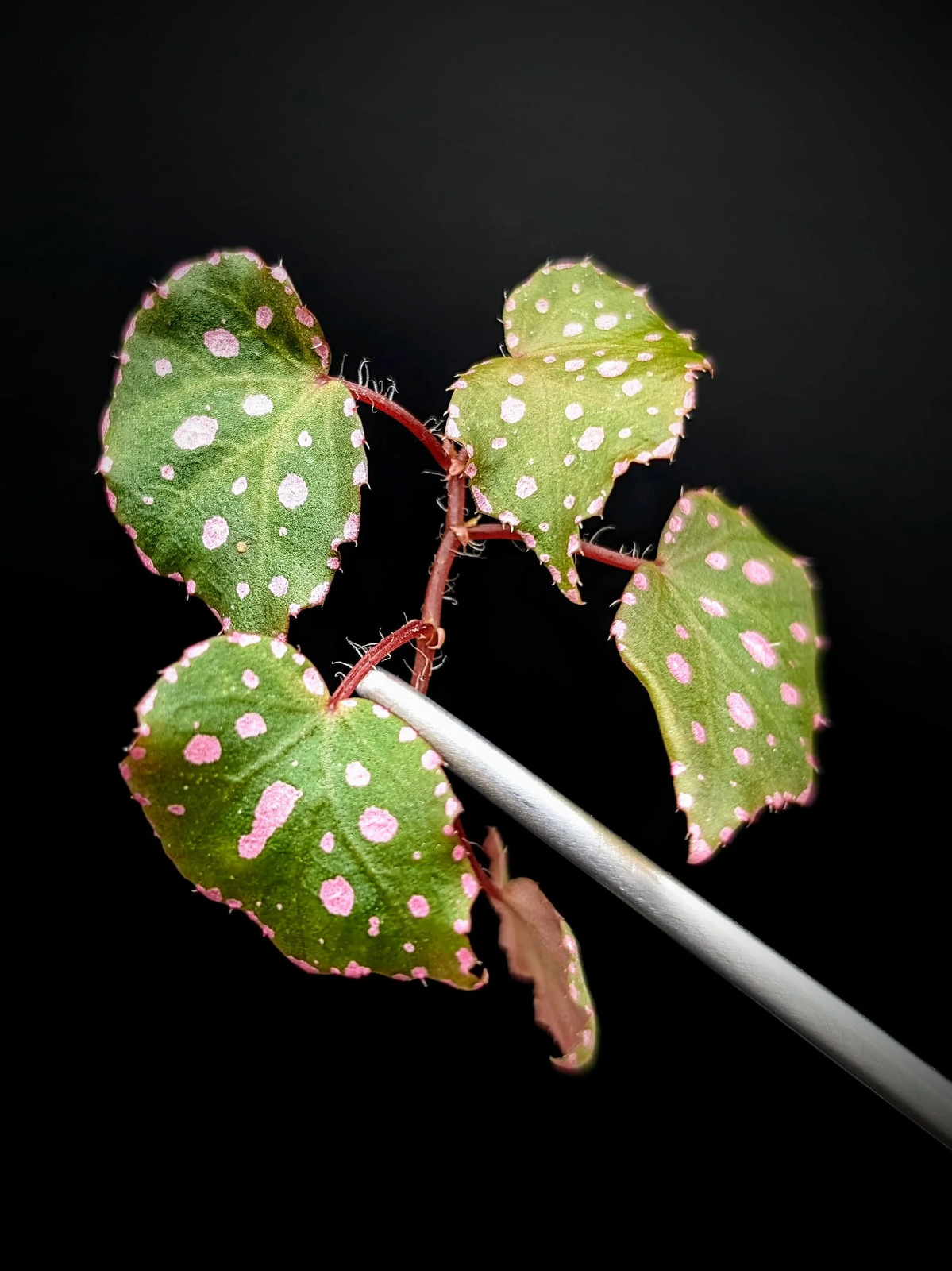Begonia U696 sp. muara wahau [cutting]