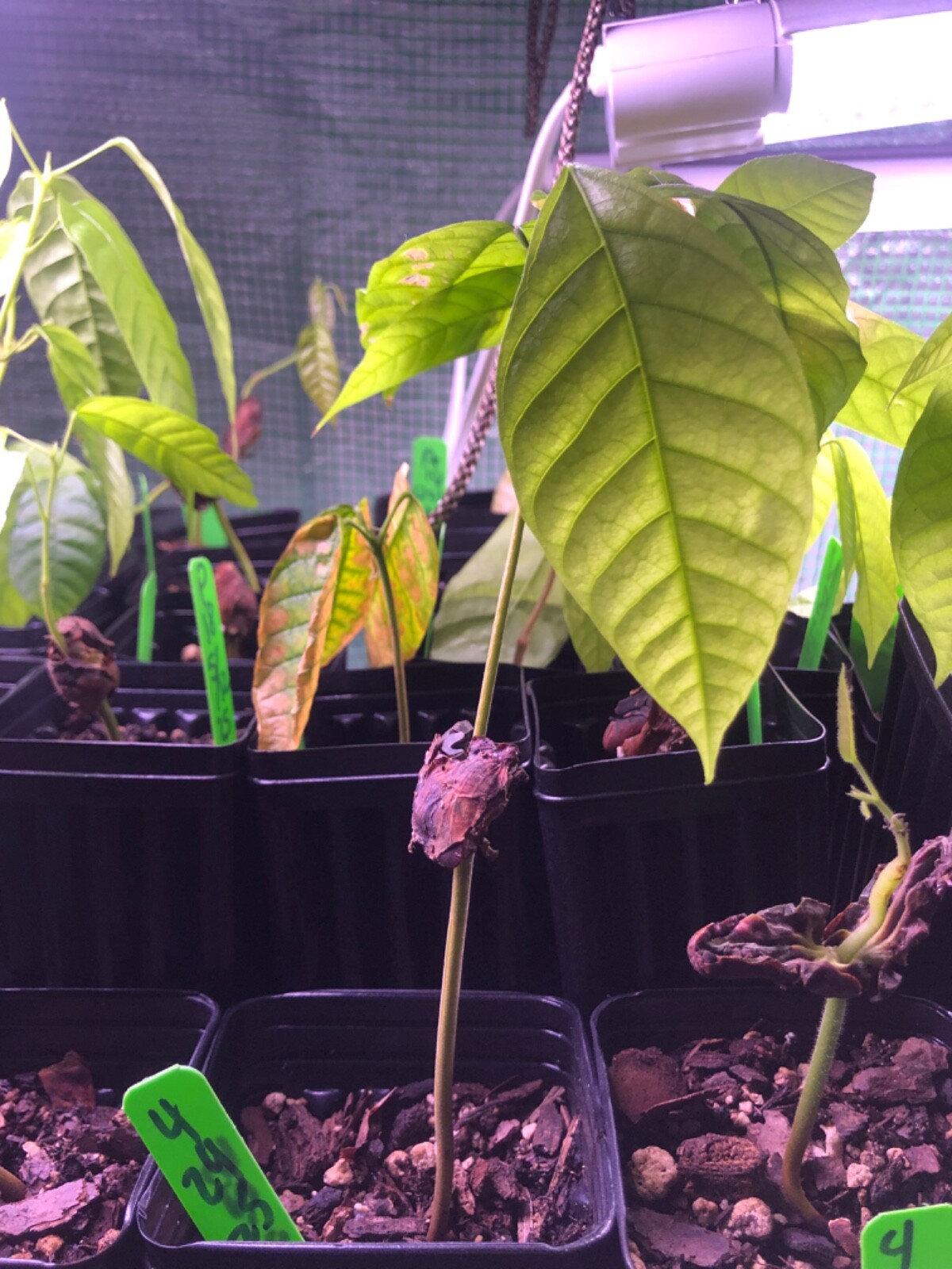 US (Colorado) GROWN Theobroma Cacao Chocolate Tree Potted Plant Yellow /Red Pod